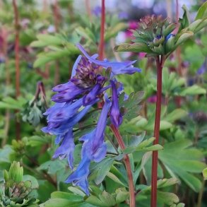 Corydalis 'Spinners'. <br/>Lrkespore