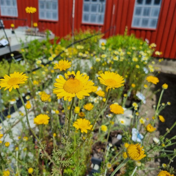 Cota tinctoria.<br/>Farvegseurt