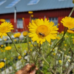 Cota tinctoria.<br/>Farvegseurt