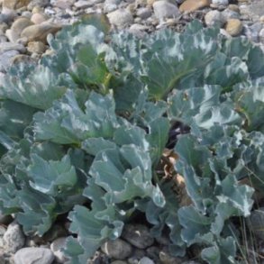 Crambe maritima. <br/>Strandk�l