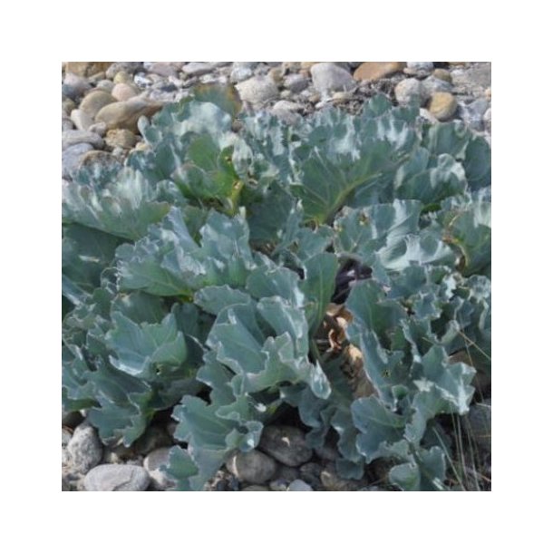 Crambe maritima. <br/>Strandk�l