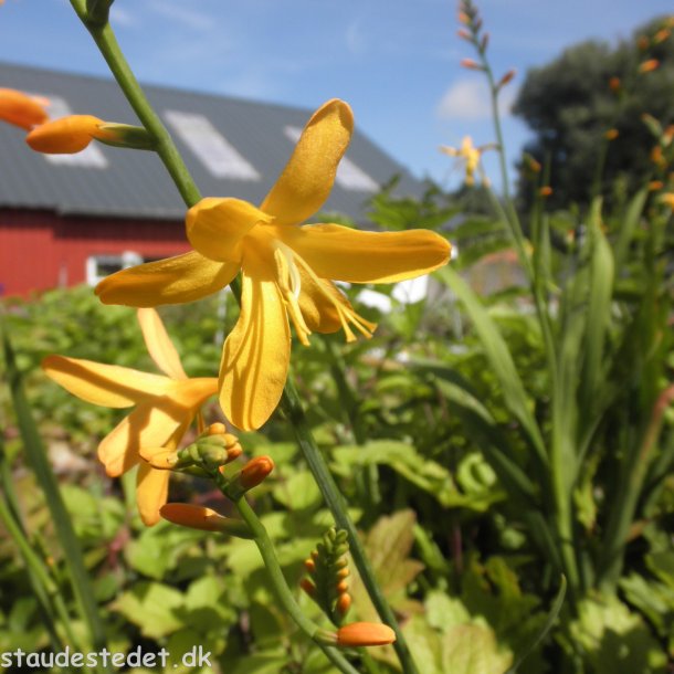 Crocosmia x crocosmiiflora 'George Davidson'. <br/>Montbretia