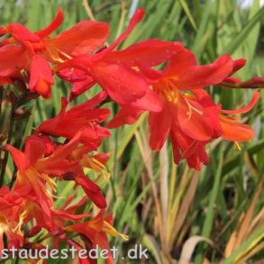 Crocosmia masoniorum. <br/>Montbretia