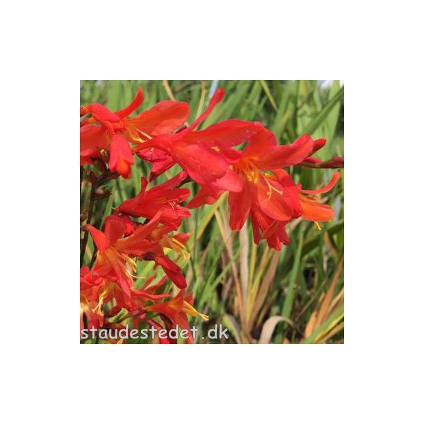 Crocosmia masoniorum. <br/>Montbretia