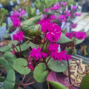 Cyclamen coum 'Rubrum'. <br/>Alpeviol
