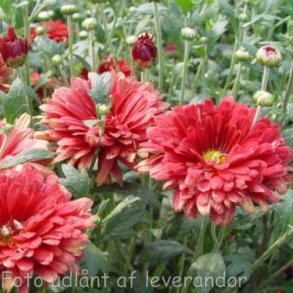 Chrysanthemum 'Duchess of Edinburgh'.<br/>Krysantemum
