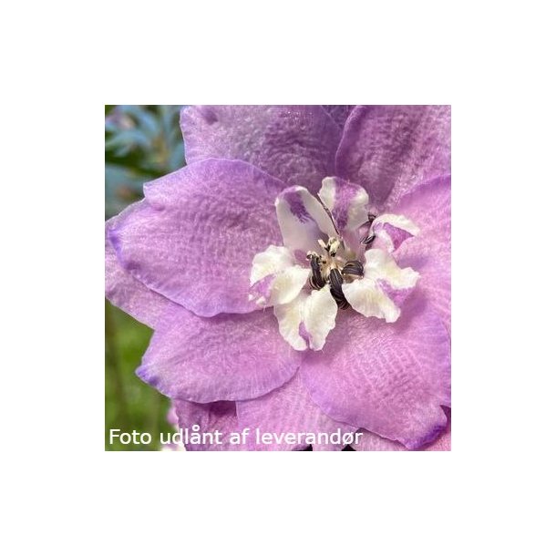 Delphinium MAGIC MOUNTAINS 'Deep Rose White Bee'.<br/>Ridderspore
