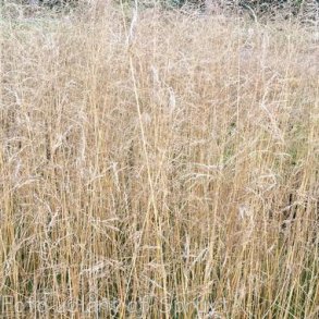 Deschampsia cespitosa 'Goldtau'.<br/>Mosebunke