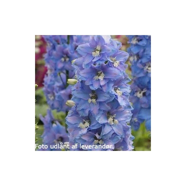 Delphinium MAGIC MOUNTAINS 'Sky Blue White Bee'.<br/>Ridderspore