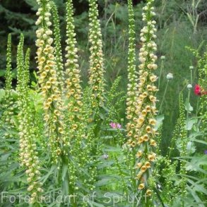 Digitalis ferruginea 'Gelber Herold'. <br/>Fingerb�l