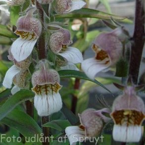 Digitalis ferruginea 'Gigantea'. <br/>Fingerb�l