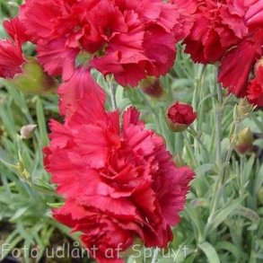 Dianthus 'Heidi'. <br/>Fjernellike