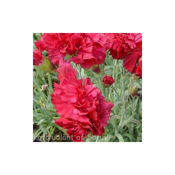 Dianthus 'Heidi'. <br/>Fjernellike