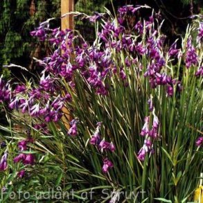 Dierama pulcherrimum. <br/>Angels fiskest�nger