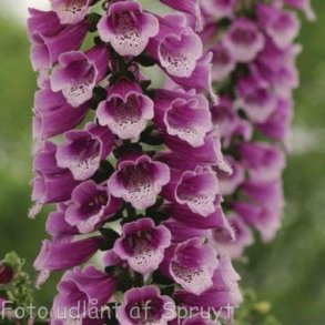 Digitalis purpurea. <br/>Fingerbl