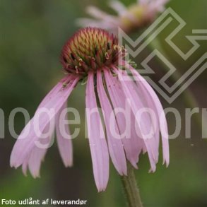 Echinacea pallida 'Hula Dancer'. <br/>Purpursolhat