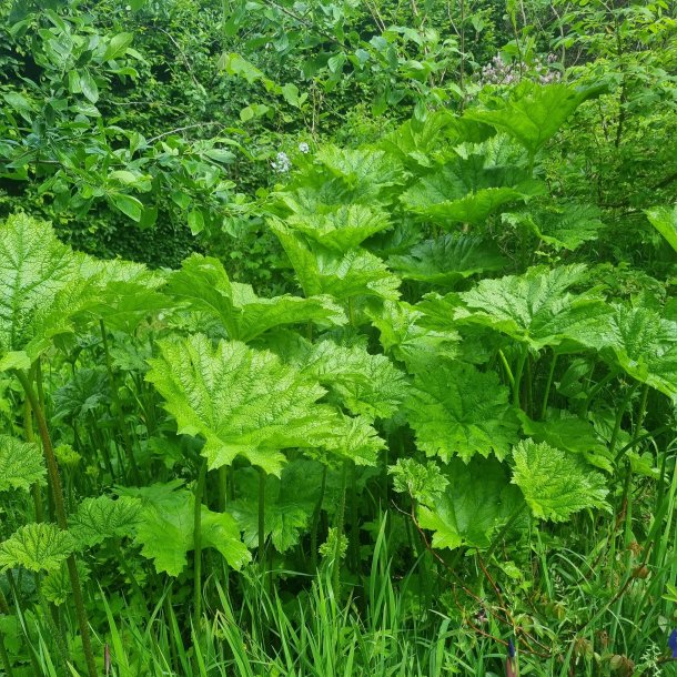 Darmera peltata.<br/>Skjoldblad