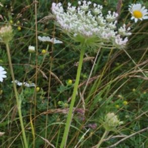 Daucus carota.<br/>Vild gulerod
