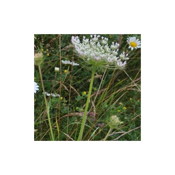 Daucus carota.<br/>Vild gulerod