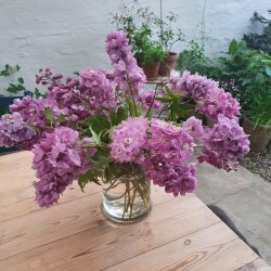 Delphinium pacific 'Astolat'. <br/>Ridderspore