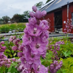 Delphinium pacific 'Astolat'. <br/>Ridderspore