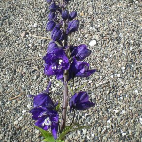 Delphinium pacific 'Black Knight'.<br/>Ridderspore