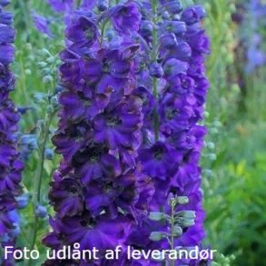 Delphinium 'Dark Blue Black Bee'.<br/>Ridderspore