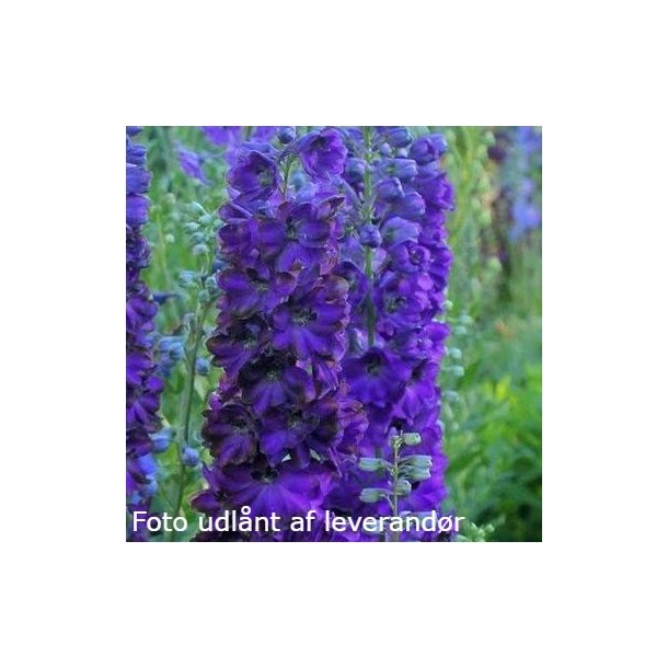 Delphinium 'Dark Blue Black Bee'.<br/>Ridderspore