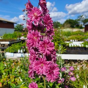 Delphinium'Flamenco'. <br/>Ridderspore