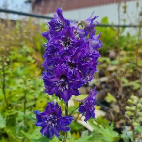 Delphinium DELGENIUS GLITZY 'Et Dlp 17 10'. <br/>Ridderspore
