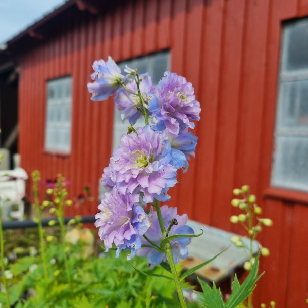 Delphinium elatum 'Highlander Moonlight'.<br/>Ridderspore