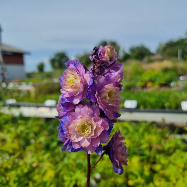 Delphinium 'Purple Surprise'.<br/>Ridderspore