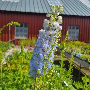 Delphinium 'Summer Skies'.<br/>Ridderspore