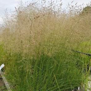 Deschampsia cespitosa 'Palava'. <br/>Mosebunke