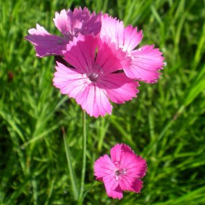 Dianthus carthusianorum.<br/>Karteusernellike