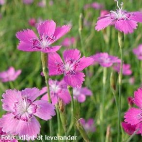 Dianthus deltoides 'Rosea'.<br/>Bakkenellike