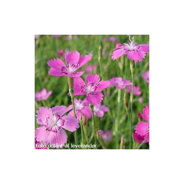 Dianthus deltoides 'Rosea'.<br/>Bakkenellike