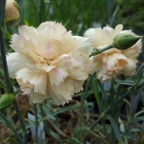 Dianthus 'Devon Cream'. <br/>Fjernellike