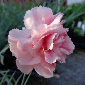 Dianthus 'Doris'. <br/>Fjernellike