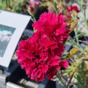 Dianthus 'Heidi'. <br/>Fjernellike