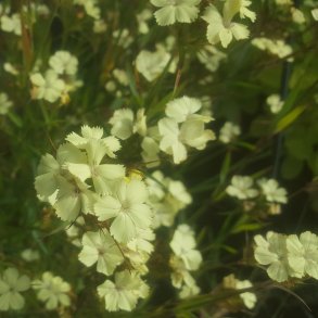 Dianthus knappii. <br/>Nellike