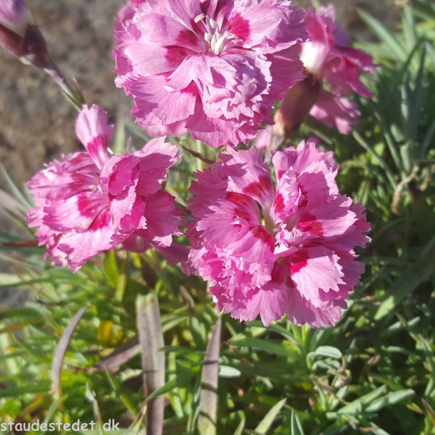 Dianthus 'Maggie'. <br/>Fjernellike