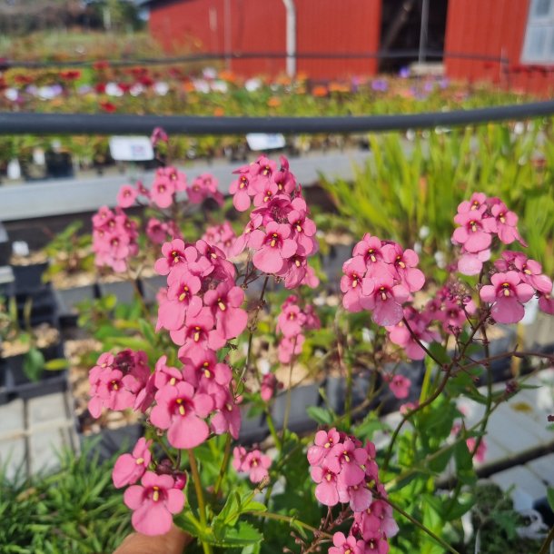 Diascia personata 'Hopley's'. <br/>Tvllingeblomst