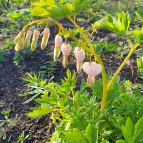 Lamprocapnos spectabilis 'Cupid'. <br/>Ljtnantshjerte