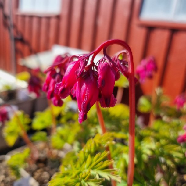 Dicentra 'Luxuriant'. <br/>Smhjerte