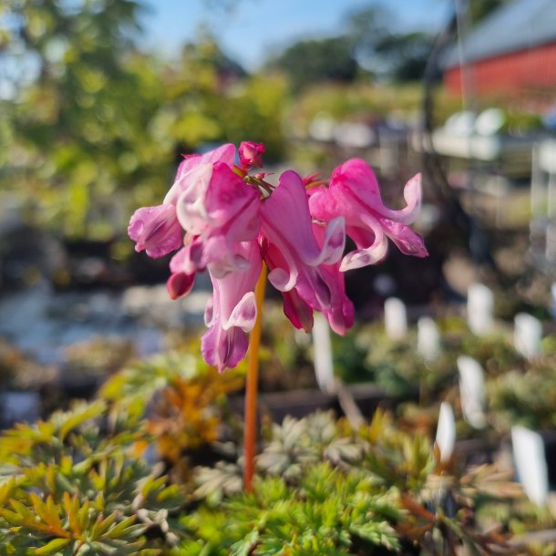 Dicentra hybrida 'Pink Diamonds'. <br/>Smhjerte