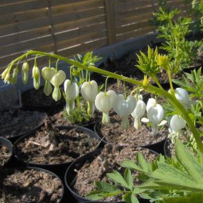 Lamprocapnos spectabilis 'Alba'. <br/>Ljtnantshjerte