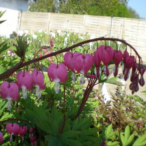 Lamprocapnos spectabilis. <br/>Ljtnantshjerte