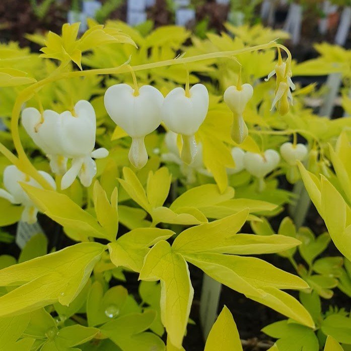 Dicentra spectabilis 'White Gold'. Løjtnantshjerte Stauder D
