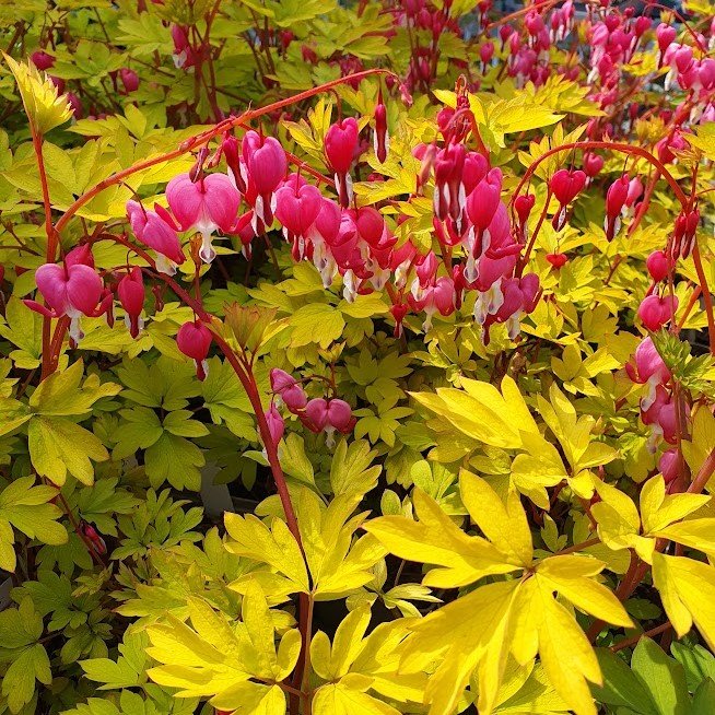 Dicentra spectabilis 'Yellow Leaf'. Løjtnantshjerte Stauder D